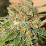 thumb of Black Domina Feminized by WeedSeedsExpress grown by Tropicannibis_Todd