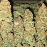 thumb of Black Domina Feminized by WeedSeedsExpress grown by Tropicannibis_Todd