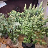 thumb of Black Domina Feminized by WeedSeedsExpress grown by Tropicannibis_Todd
