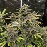 thumb of Black Jack Feminized by WeedSeedsExpress grown by WSE