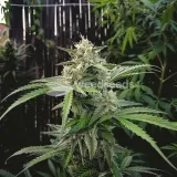 thumb of Black Widow Feminized by WeedSeedsExpress grown by WSE