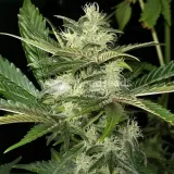 thumb of Black Widow Feminized by WeedSeedsExpress grown by WSE