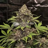 thumb of Blackberry Kush Feminized by WeedSeedsExpress grown by WSE