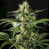 thumb of Blue Cookies Feminized by WeedSeedsExpress grown by WSE