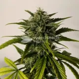 thumb of Blue Dream by WeedSeedsExpress