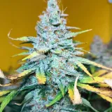 thumb of Bruce Banner Auto by WeedSeedsExpress grown by AsNoriu