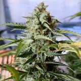 thumb of Bruce Banner Auto by WeedSeedsExpress grown by AsNoriu