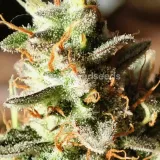 thumb of Bruce Banner Auto by WeedSeedsExpress grown by AsNoriu