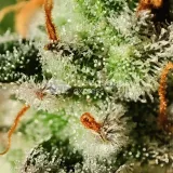thumb of Bruce Banner Auto by WeedSeedsExpress grown by AsNoriu