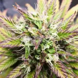 thumb of Bruce Banner Auto by WeedSeedsExpress grown by Mosquito_Haarlem_Holland