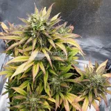 thumb of Bruce Banner Auto by WeedSeedsExpress grown by Mosquito_Haarlem_Holland