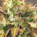 thumb of Bruce Banner Auto by WeedSeedsExpress grown by Mosquito_Haarlem_Holland