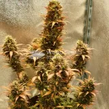 thumb of Bruce Banner Auto by WeedSeedsExpress grown by Mosquito_Haarlem_Holland
