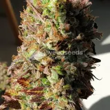 thumb of Bruce Banner Auto by WeedSeedsExpress grown by Mosquito_Haarlem_Holland