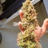 thumb of Bruce Banner Auto by WeedSeedsExpress grown by Mosquito_Haarlem_Holland