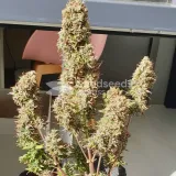 thumb of Bruce Banner Auto by WeedSeedsExpress grown by Mosquito_Haarlem_Holland