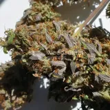 thumb of Bruce Banner Auto by WeedSeedsExpress grown by Mosquito_Haarlem_Holland