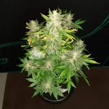 thumb of Bruce Banner Auto by WeedSeedsExpress grown by Rock_n_Roll_Randy