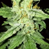 thumb of Bruce Banner Auto by WeedSeedsExpress grown by Rock_n_Roll_Randy