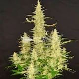 thumb of Bruce Banner Auto by WeedSeedsExpress grown by Rock_n_Roll_Randy