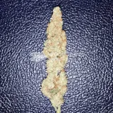 thumb of Bruce Banner Auto by WeedSeedsExpress grown by Rock_n_Roll_Randy