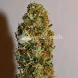 thumb of Bruce Banner by WeedSeedsExpress grown by Silky_smooth