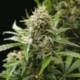 thumb of Bubba Kush Feminized by WeedSeedsExpress grown by WSE