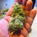 thumb of Bubba Kush Feminized by WeedSeedsExpress grown by spyder