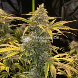 thumb of Bubblegum Feminized by WeedSeedsExpress grown by WSE