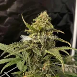 thumb of CBD Express Feminized by WeedSeedsExpress grown by WSE