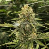 thumb of CBD Express Feminized by WeedSeedsExpress grown by WSE