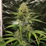 thumb of CBD Kush Autoflower by WeedSeedsExpress grown by WSE