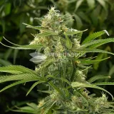 thumb of CBD Kush Feminized by WeedSeedsExpress grown by WSE