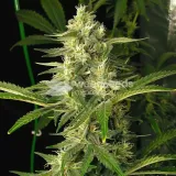 thumb of CBD White Widow Feminized by WeedSeedsExpress grown by WSE