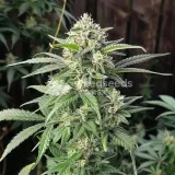 thumb of CBD White Widow Feminized by WeedSeedsExpress grown by WSE