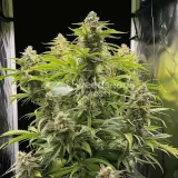 thumb of CBG Citrus Nectar Feminized by WeedSeedsExpress grown by WSE