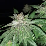 thumb of Cheese Feminized by WeedSeedsExpress grown by Rock_n_Roll_Randy