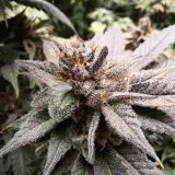 thumb of Cheese Feminized by WeedSeedsExpress grown by Rock_n_Roll_Randy