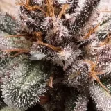 thumb of Cheese Feminized by WeedSeedsExpress grown by Rock_n_Roll_Randy
