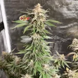 thumb of Cheese Feminized by WeedSeedsExpress grown by Rock_n_Roll_Randy