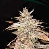 thumb of Cheese Feminized by WeedSeedsExpress grown by Rock_n_Roll_Randy