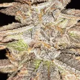 thumb of Cheese Feminized by WeedSeedsExpress grown by Rock_n_Roll_Randy