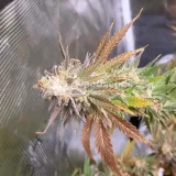 thumb of Cheese Feminized by WeedSeedsExpress grown by Rock_n_Roll_Randy