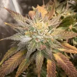 thumb of Cheese Feminized by WeedSeedsExpress grown by Rock_n_Roll_Randy