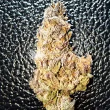 thumb of Cheese Feminized by WeedSeedsExpress grown by Rock_n_Roll_Randy