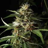 thumb of Cherry AK Feminized by WeedSeedsExpress grown by WSE