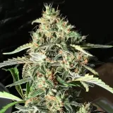 thumb of Cherry AK Feminized by WeedSeedsExpress grown by WSE