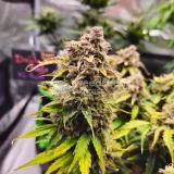 thumb of Cherry Pie Auto by WeedSeedsExpress grown by McBubatz
