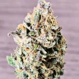thumb of Cherry Pie Auto by WeedSeedsExpress grown by McBubatz