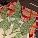 thumb of Cherry Pie Auto by WeedSeedsExpress grown by bob29